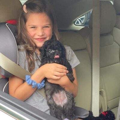 Young girl holding a black Cavapoo in a car