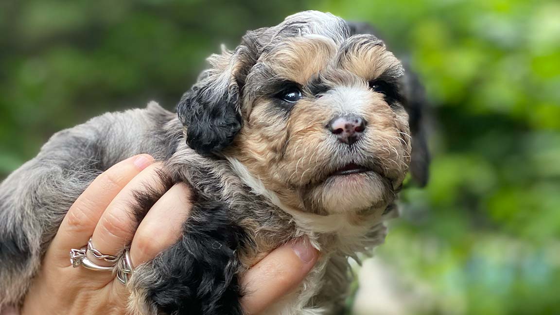 Cavapoo puppies for sale