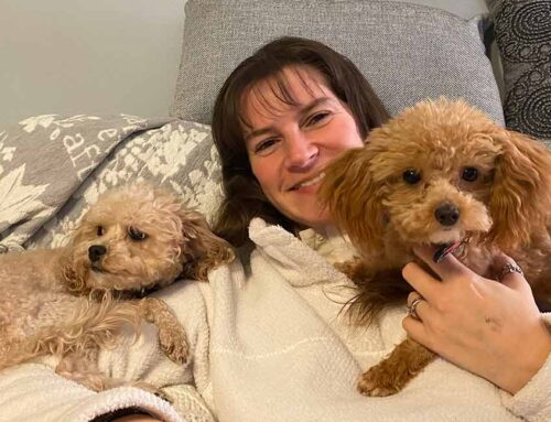 Cavapoo Dental Care: How to Clean Your Dog’s Teeth