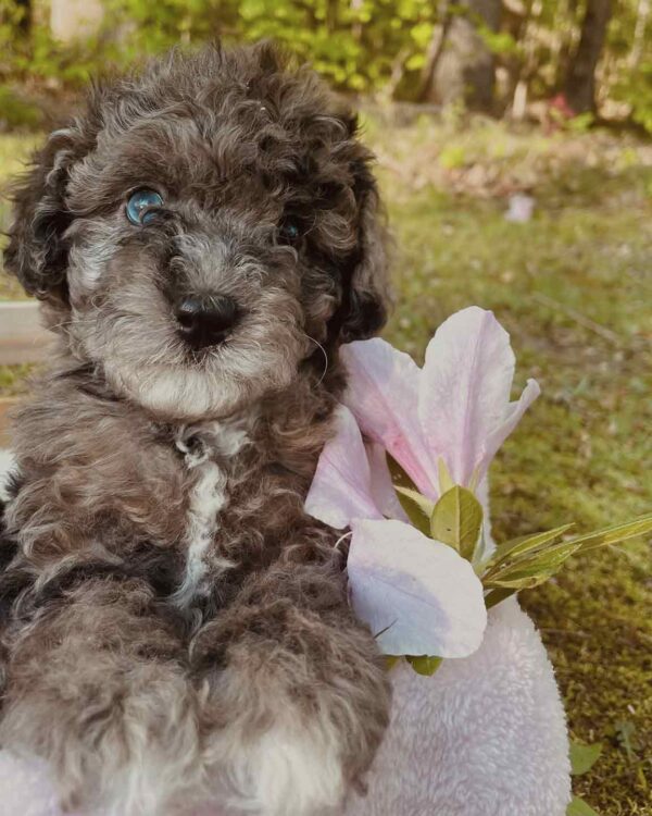 Cavapoo puppy posing outside with a pink flower