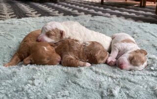 Cavapoo puppies sleeping together