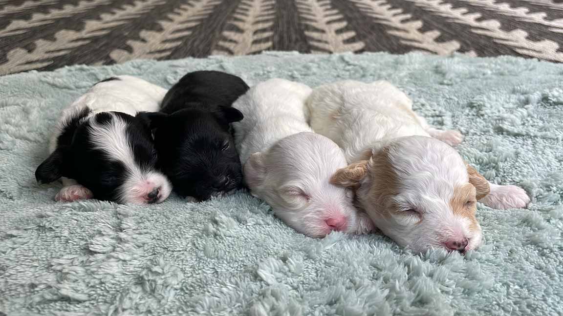 Four small dogs laying dowm in a line