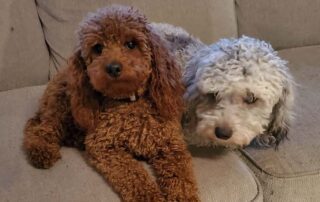 Two small dogs sitting on a couch