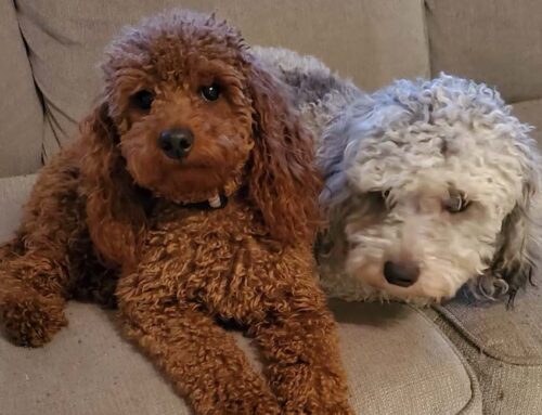 Small Dogs, Long Lives: The Science Behind Our Cavapoos’ Longevity