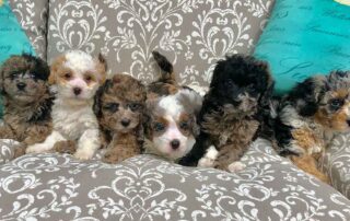 Small dogs, Cavapoos at Jones Farm Puppies