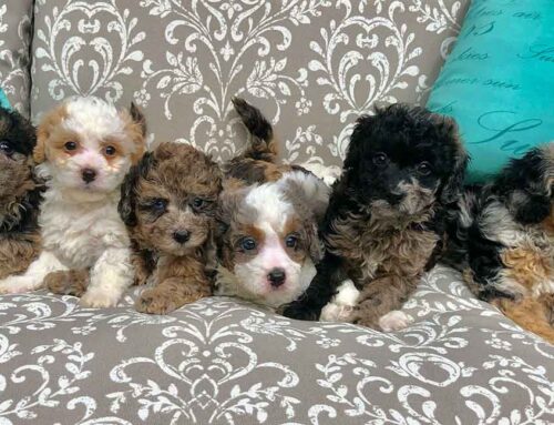 How Long Can Small Dogs Hold Their Pee? A Guide for Loving Pet Parents