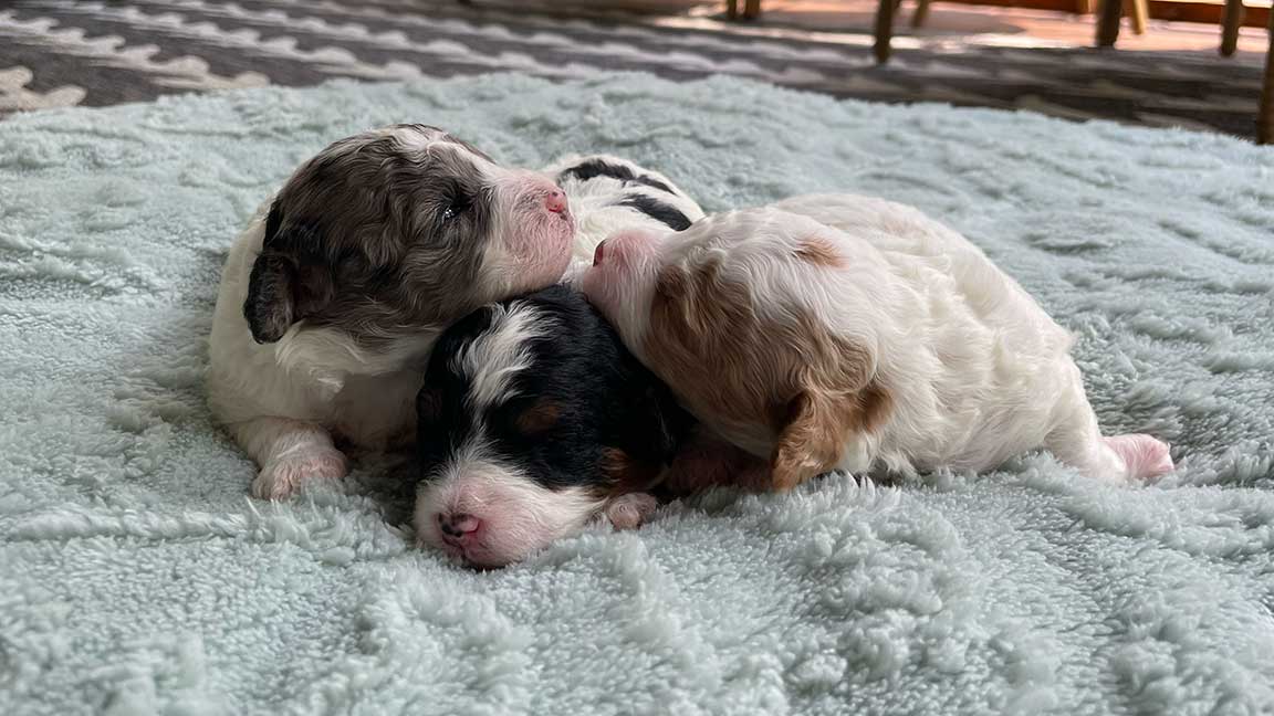 Can Dogs Drink Soda? Three puppies sleeping
