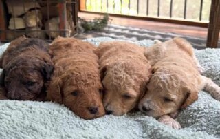 Cavapoo puppies sleeping