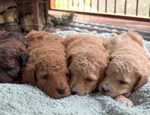 Can Dogs Drink Soda?