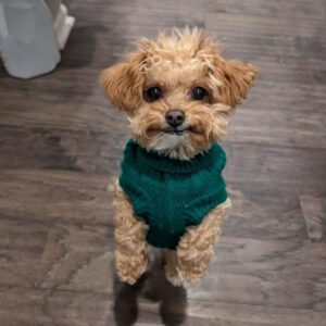 Cavapoo Generations: What Do F1, F1B, and F2 Mean?