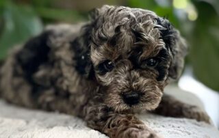Cavapoo puppy for sale at Jones Farm Puppies