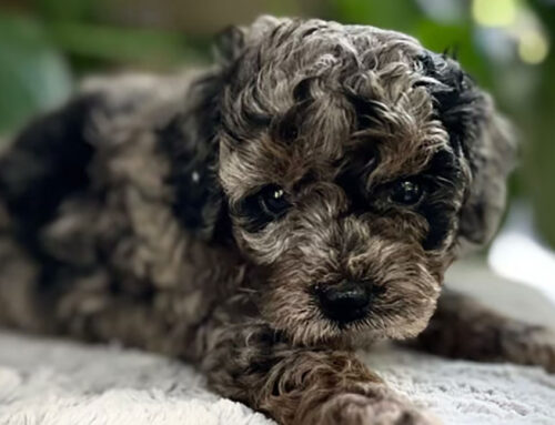 Cavapoo Generations: What Do F1, F1B, and F2 Mean?