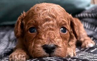 Cavapoo puppy for sale at Jones Farm Puppies