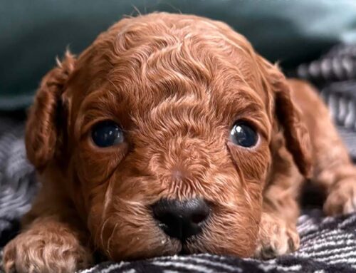 Cavapoo Price Guide: What to Expect in 2025