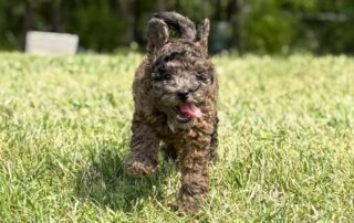 Cavapoo puppy running in the grass