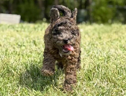 How to Get a Puppy to Sleep Through the Night (Without the Midnight Zoomies)