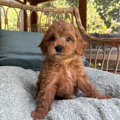 Puppy for sale at Jones Farm Puppies