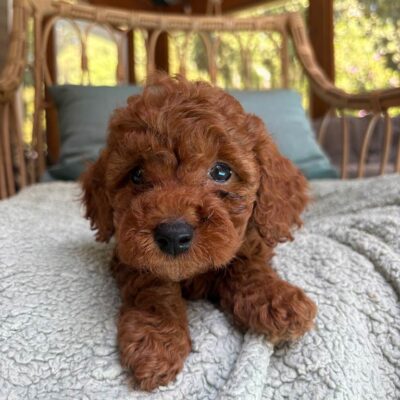 Brown Cavapoo puppy