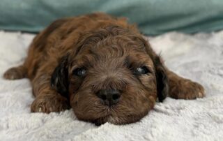 Cavapoo puppy at Jones Farm Puppies