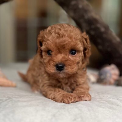 Cavapoo puppy, whose owner is wondering how to cut dog nails