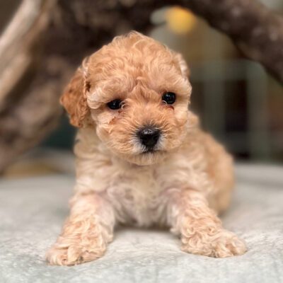 Cavapoo puppy for sale at Jones Farm Puppies