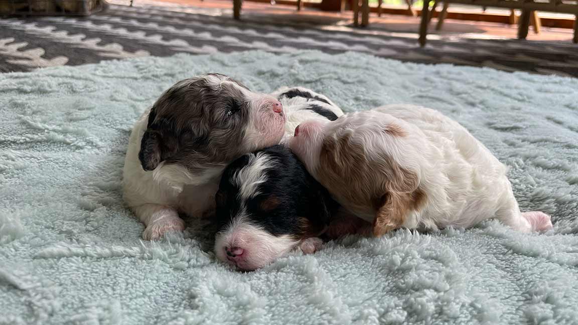 Three Cavapoo puppies sleeping on a blanket
