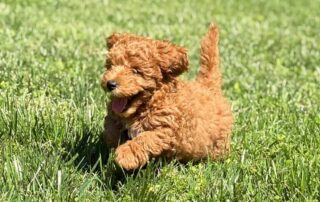 How to cut dog nails? Puppy running in the grass