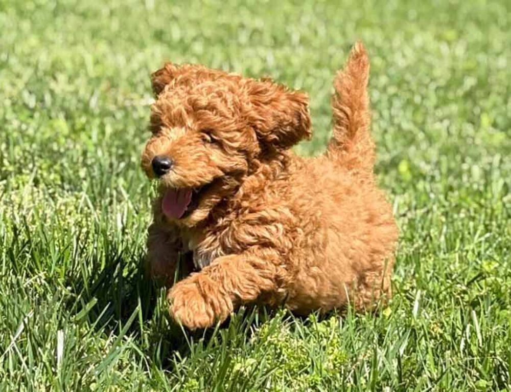 Merle Cavapoo: A Rare and Beautiful Coat