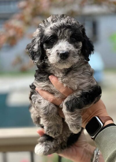 Black, white and gray tricolor Cavapoo being held in the air