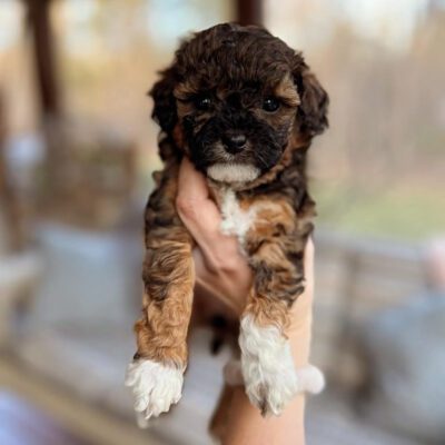 Tricolor Cavapoo at Jones Farm Puppies