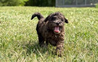 Tricolor Cavapoo running in the grass