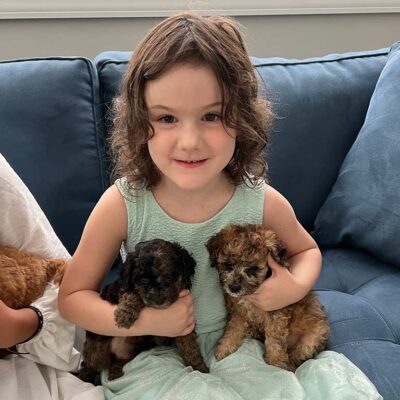 Young girl holding two Cavapoo puppies in each of her arms, sitting down