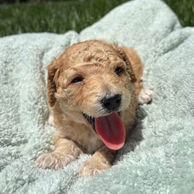 What happens if a dog eats chocolate? Cavapoo puppy in a blanket