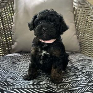 Black Cavapoo puppies for sale at Jones Farm Puppies