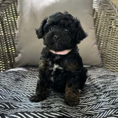 Black Cavapoo puppy for sale at Jones Farm Puppies