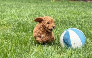 Cavapoo puppy running in the grass after a white and blue ball