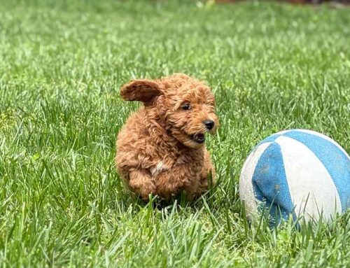 What Happens If a Dog Eats Chocolate? A Cavapoo Emergency Guide