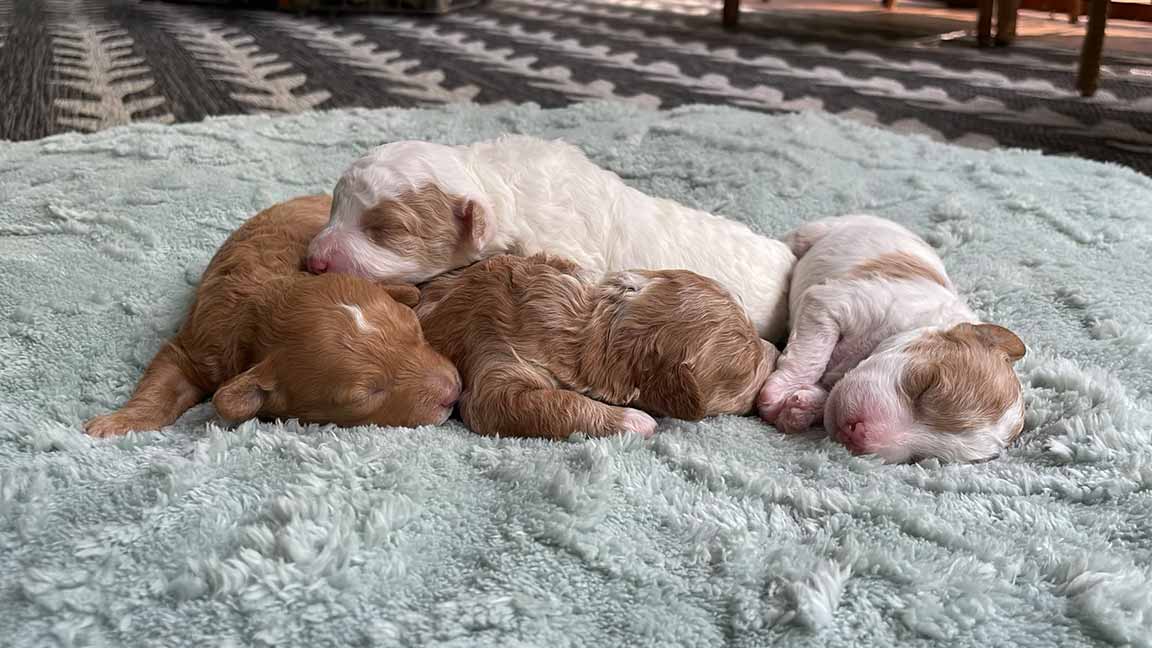 Cavapoo puppies sleeping together
