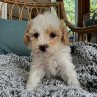 Cavapoo puppy for sale at Jones Farm Puppies