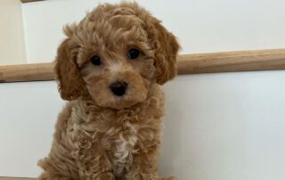 What is a Cavapoo mixed with? Puppy mixed with a Cavalier and a Poodle