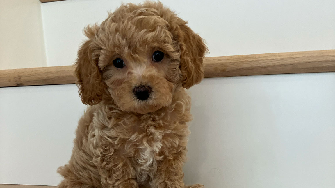 What is a Cavapoo mixed with banner What is a Cavapoo mixed with? Puppy mixed with a Cavalier and a Poodle