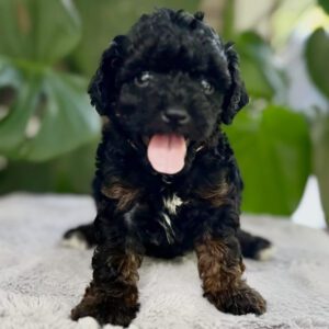Black Cavapoo dog with his tongue out