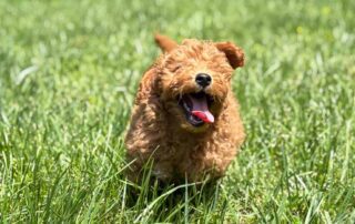 Cavapoo, the best family dog, running in the grass