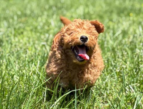 What Is the Best Family Dog in 2025?