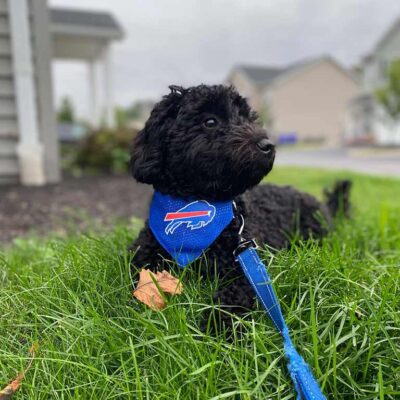 Black Cavapoo, the best family dog, laying in the grass 