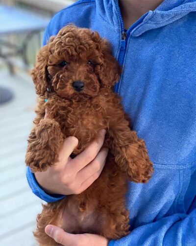 Brown Cavapoo puppy 