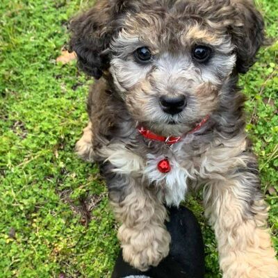 Blue merle cavapoo puppy playing outside on the grass