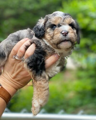 Blue merle Cavapoo puppy at Jones Farm Puppies