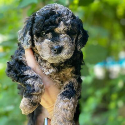 Blue Merle Cavapoo held in the air with one hand
