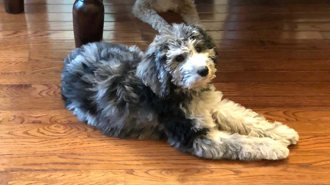 Adult Cavapoo with a blue merle coat